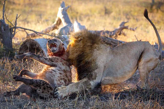 CLIP: Linh cẩu thoát chết khó tin sau khi bị 5 con sư tử tấn công tàn nhẫn