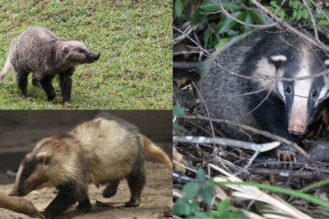 Việt Nam sở hữu loại động vật cực dị, vừa giống lợn vừa giống chồn, nhìn 1 lần cũng đủ giật mình