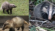 Việt Nam sở hữu loại động vật cực dị, vừa giống lợn vừa giống chồn, nhìn 1 lần cũng đủ giật mình