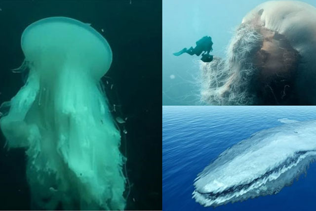 Hé lộ sinh vật dài nhất thế giới, khiến cá voi xanh cũng phải chịu thua, có ngoại hình kỳ dị khó tin