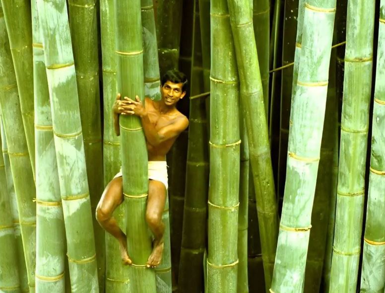 Bí ẩn về loài tre khổng lồ, có thể cao hơn tòa nhà 10 tầng