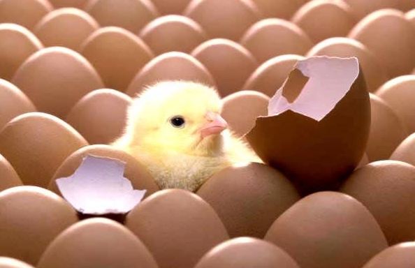 Vì sao gà đẻ gần như mỗi ngày mà mọi quả trứng đều nở ra cùng lúc?