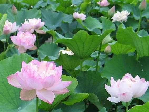 Trẻ sinh vào bốn giờ này được mệnh phú quý, vượng phu ích tử, nhất định sẽ làm nên chuyện lớn!