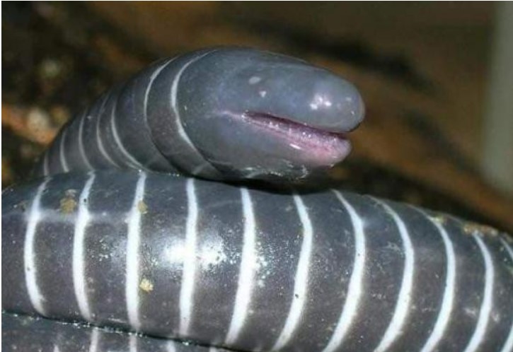 Cá lóc không phải là rắn hay giun, nhưng có răng, có thể cắn con mồi và quan trọng nhất là rất độc!