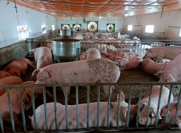 Giá heo hơi hôm nay 1/3/2024: Miền Trung và miền Nam giảm nhẹ