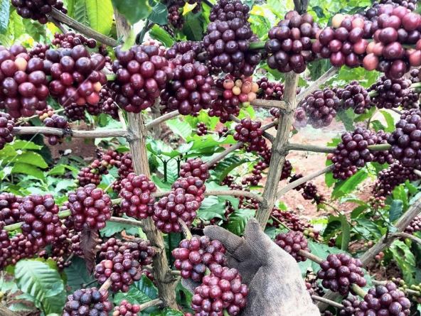 Giá nông sản ngày 1/3/2024: Cà phê quay đầu tăng, hồ tiêu giảm 500 - 1.500 đồng/kg