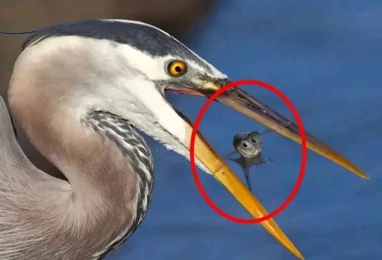 Bí mật của sự tiến hóa: Tại sao chim không có răng?