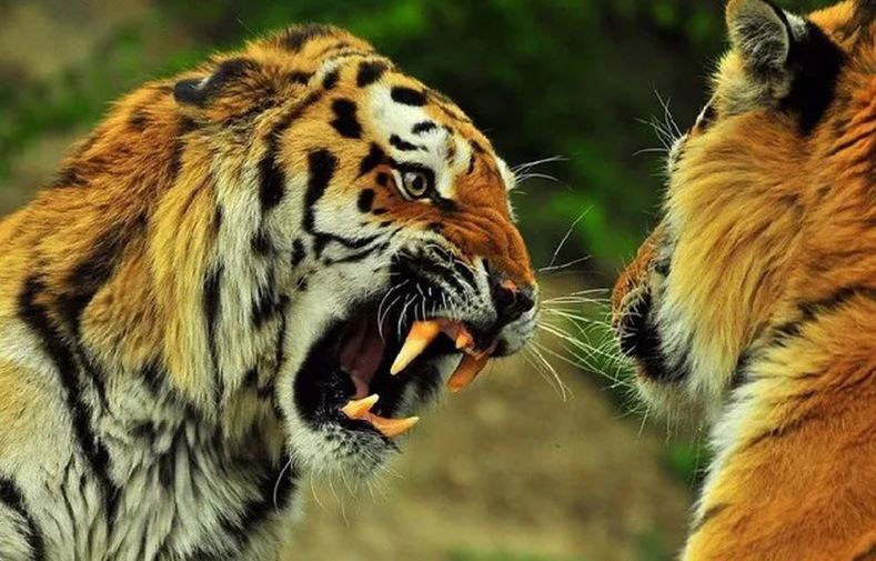 Quốc gia nào có số lượng hổ nhiều nhất trên hành tinh của chúng ta?