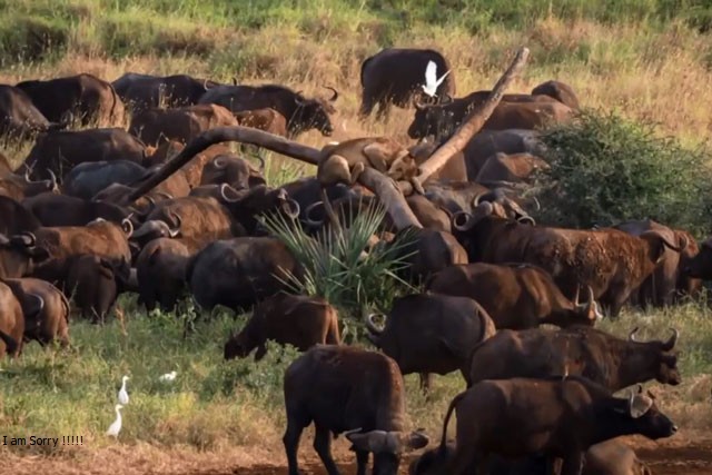 CLIP: ‘Lãnh chúa vùng đồng cỏ’ bỗng chốc hóa thành ‘mèo bệnh’ khi bị hàng chục trâu rừng uy hiếp