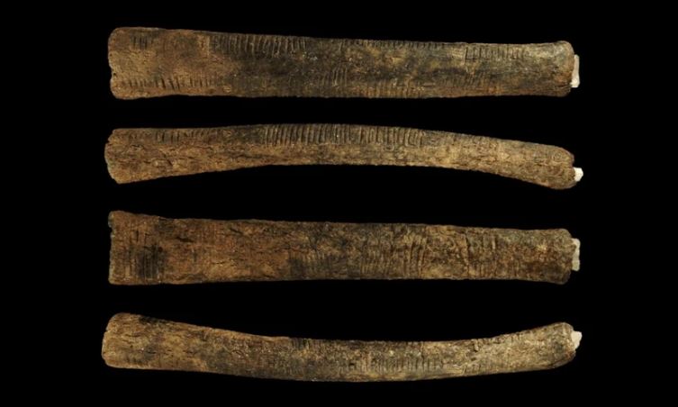 Xương Ishango: Làm sáng tỏ bằng chứng sớm nhất về toán học trong lịch sử loài người
