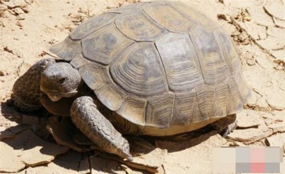 sinh vật sa mạc, sa mạc, khám phá khoa học