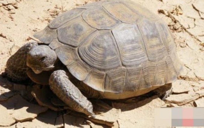 Những loài động vật nào có thể sống sót trên sa mạc? Top 10 loài động vật có khả năng sinh tồn mạnh mẽ trên sa mạc