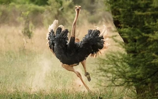 Châu Phi có 150.000 con đà điểu, tại sao sư tử lại ít ăn thịt chúng? Nghe lý do mới thấy thuyết phục!