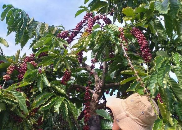 Giá nông sản ngày 2/3/2024: Cà phê và hồ tiêu đồng loạt tăng mạnh