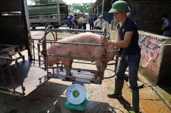 Giá heo hơi hôm nay 2/3/2024: Miền Bắc có giá cao nhất cả nước