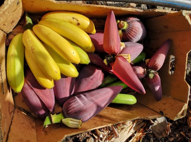 Loại hoa nhiều người Việt yêu thích, là “siêu thực phẩm” giúp hạ đường huyết, ngừa ung thư