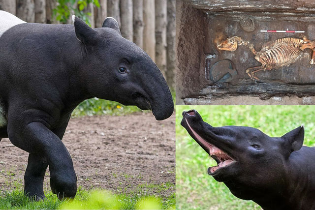 Phát hiện sinh vật bí ẩn trong lăng mộ hoàng đế nhà Hán: Cực quý hiếm, cả thế giới đang cùng bảo vệ