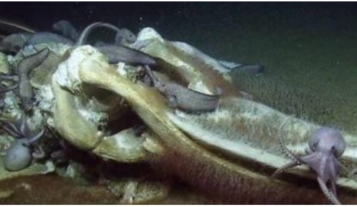Các nhà khoa học đã chụp được ảnh hiếm gặp: Xác cá voi chìm xuống đáy biển, còn bạch tuộc và giun đang ăn no nê!