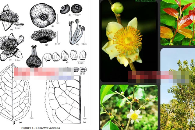 Việt Nam vừa phát hiện loài hoa cực kỳ quý hiếm, công bố khiến cả thế giới phải sửng sốt