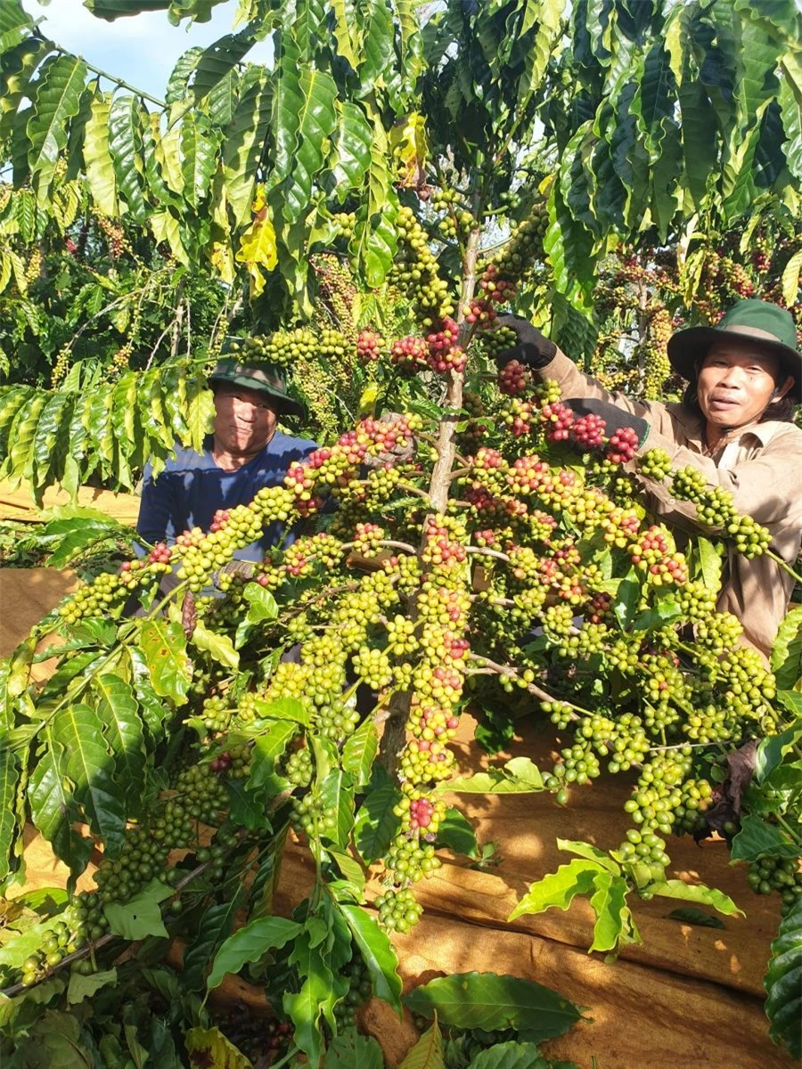 Giá nông sản ngày 3/3/2024: Cà phê và hồ tiêu tăng cao, nông dân chưa vội bán