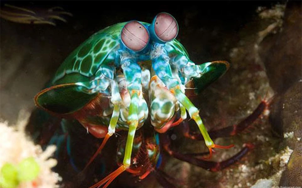 Tôm Mantis đây là loài tôm săn mồi hung dữ nhất đại dương, phổ biến ở các vùng biển nhiệt đới và cận nhiệt đới.