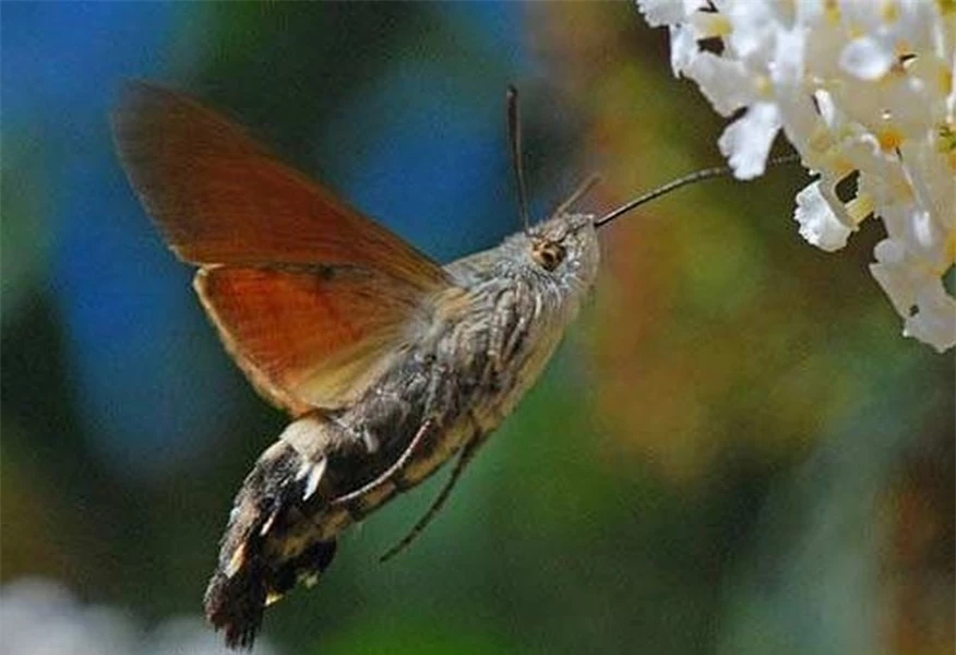 Bướm có mỏ loài bướm đặc biệt này có thể nhận biết được màu sắc rất tốt.