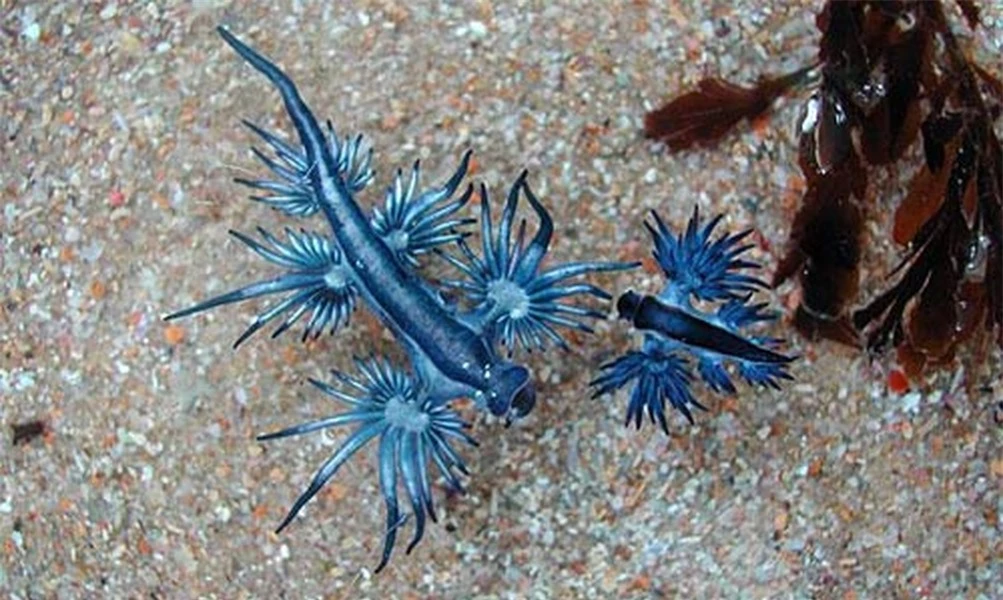 Rồng xanh Glaucus Atlanticus loài sinh vật này là một họ sên biển. Chúng sống ở các vùng nước ấm và đôi khi nổi lên mặt biển.