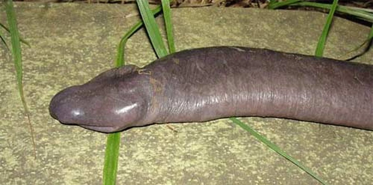 Rắn penis loài rắn không có mắt và sống dưới nước, đầu bẹt trông giống hình “của quý”.