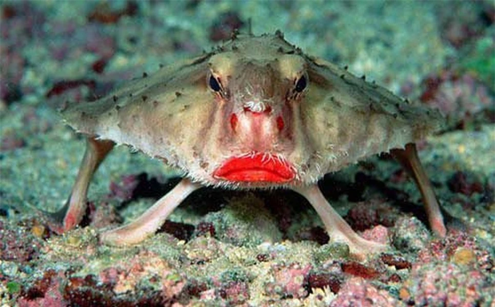 Cá môi hồng được tìm thấy ở quần đảo Galapagos, loài cá này là những kẻ bơi tồi. Chúng dùng vây để đi bộ dưới đáy biển.