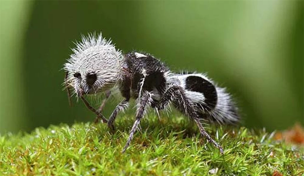Kiến gấu trúc thực chất, đây là một trong 3000 loài ong con cái không có cánh và trông to như kiến có lông. Sinh sống ở Chilem chúng có màu đen trắng thường được gọi là kiến gấu trúc bởi giống với gấu trúc Trung Hoa.