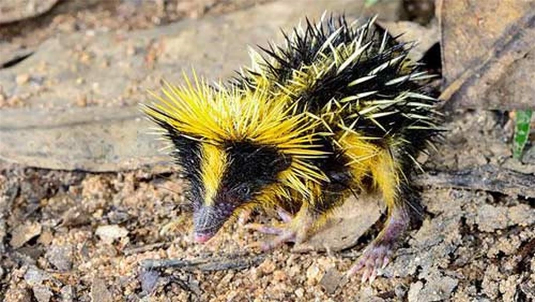 Tenrec sọc là loài ăn công trùng đến từ Madagasca, là nơi sính sống của nhiều loài động vật kỳ lạ. Trên lưng chúng mọc đầy lông cứng, với màu sắc vàng đen như hoa văn trang trí. Chúng có thể tấn công các loài động vật muốn tấn công chúng bằng gai đầy độc xung quanh cổ.