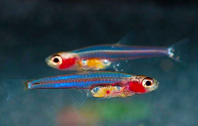 Vì sao cá được nuôi trong giếng hay bể nước mưa không thể lớn?