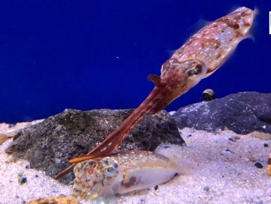 Clip: Phát hiện nghi thức giao phối bí mật của loài mực