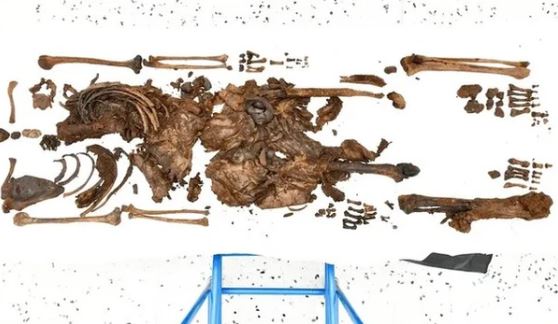 Phát hiện thi thể cậu bé hơn 2.000 năm tuổi dưới đầm lầy