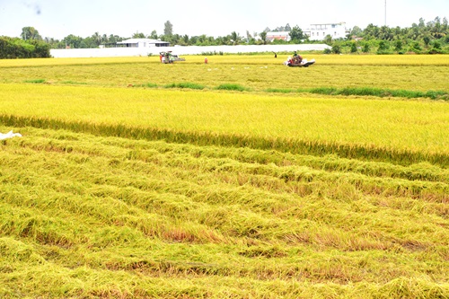 Giá lúa Đồng bằng sông Cửu Long tăng trở lại
