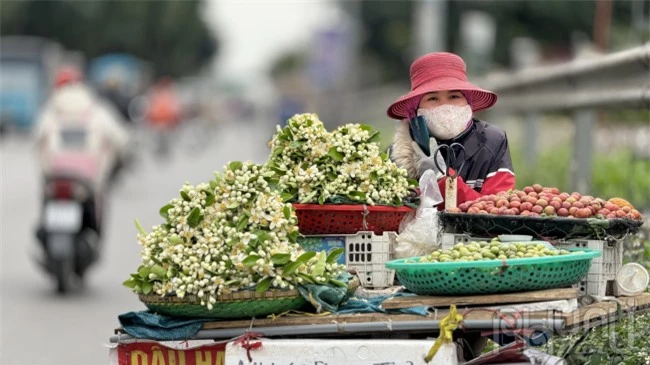 Ghi nhận tại một số tuyến phố ở Hà Nội như Xã Đàn, Phạm Ngọc Thạch, Lê Duẩn... hoa bưởi bắt đầu được rao bán với giá dao động từ 350.000 - 500.000 đồng/kg,còn hoa rời dao động 150.000 - 200.000 đồng/kg.