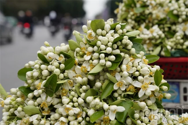 Hoa bưởi thường được mua về để lễ chùa, thắp hương, ướp trà, ướp, cắm cho thơm hoặc gội đầu.