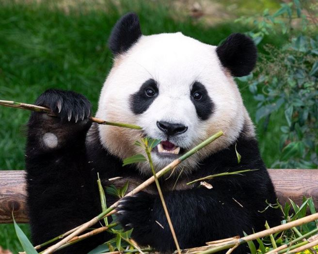 Hàng nghìn fan xếp hàng 6-7 tiếng, khóc không ngừng trong ngày cuối gặp "công chúa tài phiệt" Fubao