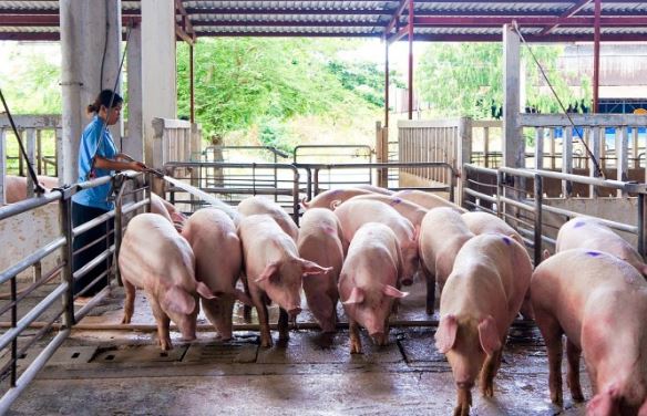 Giá heo hơi hôm nay 4/3/2024: Cao nhất đạt 57.000 đồng/kg