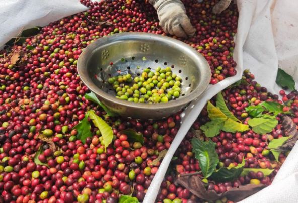 Giá nông sản ngày 4/3/2024: Cà phê và hồ tiêu đồng loạt tăng