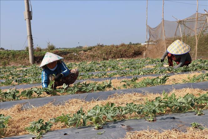 Bảo vệ vùng chuyên canh cây ăn quả đặc sản trước hạn mặn