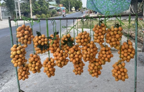 Thanh trà đầu vụ được giá nhưng mất mùa