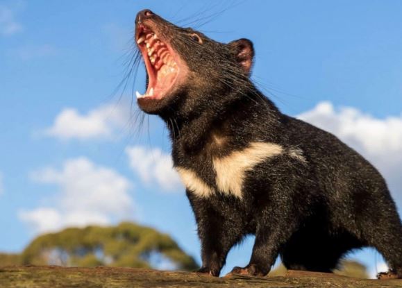 Khiếp sợ với những loài động vật 'bốc mùi' nhất thế giới