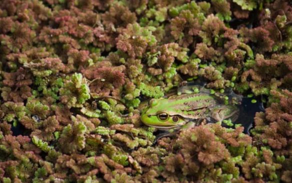 Tròn mắt trước khả năng ngụy trang thiên tài của động vật