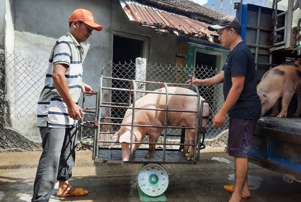Giá heo hơi hôm nay 5/3/2024: Tăng từ 1.000 - 2.000 đồng/kg