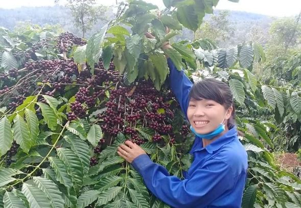 Giá nông sản ngày 5/3/2024: Cà phê và hồ tiêu tiếp đà tăng, nông dân phấn khởi