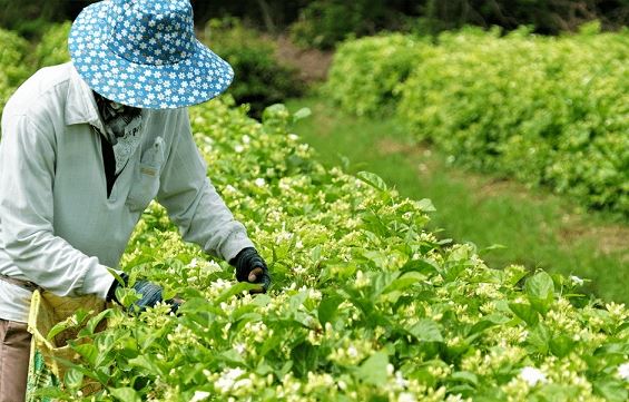 Bí mật vùng đất trồng hoa nhài được các hãng nước hoa nổi tiếng trên thế giới săn đón