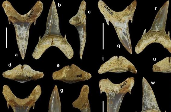 Sát thủ số 1 của đại dương 65 triệu năm trước lộ diện