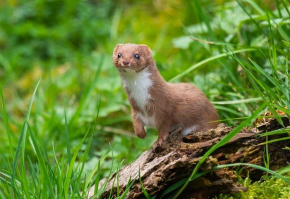 13 loài động vật vòng đời ngắn nhất hành tinh, có loài chỉ tồn tại 72 tiếng