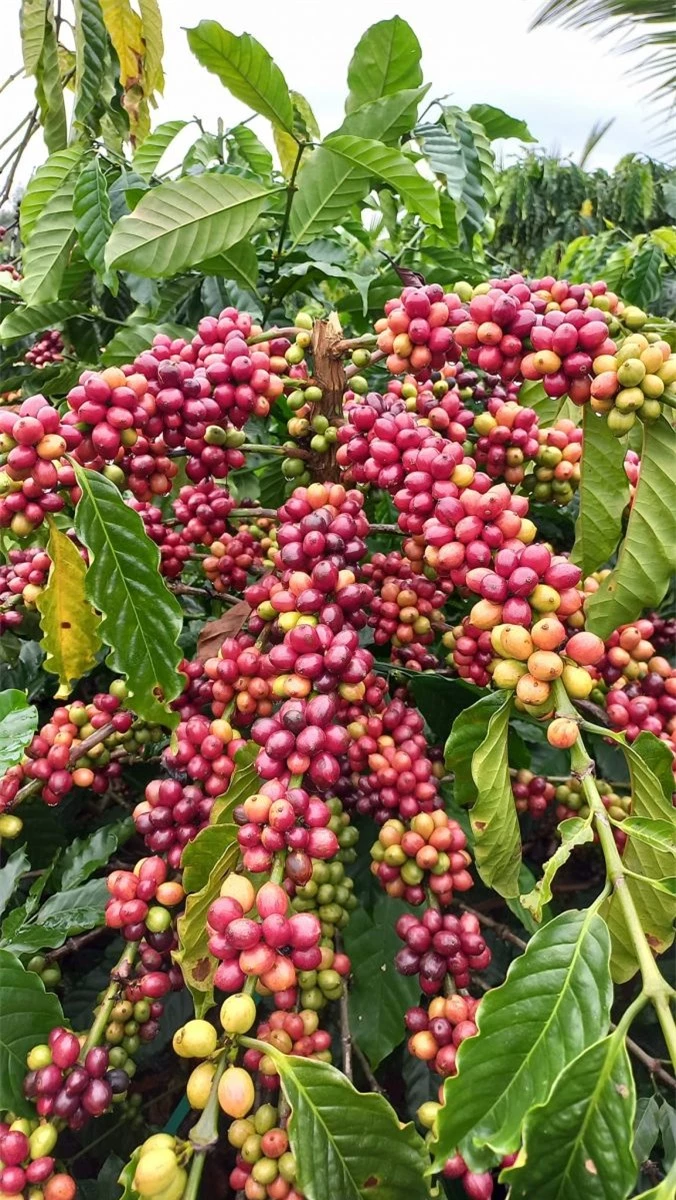 Giá nông sản ngày 6/3/2024: Cà phê quay đầu giảm, hồ tiêu đạt 96.000 đồng/kg